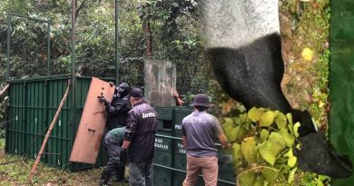 马来貘出现在甘榜 被送回森林生活