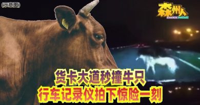 ◤看视频◢货卡大道秒撞牛只 行车记录仪拍下惊险一刻