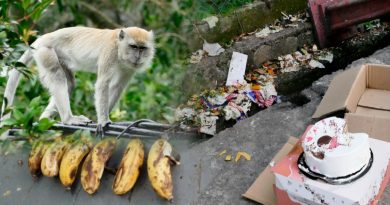 【森州人头条】早上闹住宅区 傍晚等人喂食 野猴为患居民头痛