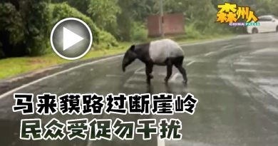 马来貘路过断崖岭 民众受促勿干扰