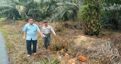 油棕果频被偷  管工求窃贼别再偷了