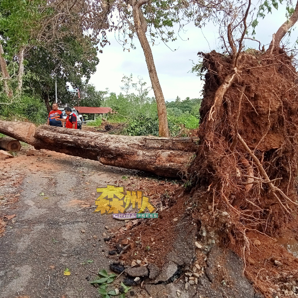 狂风暴雨把一棵粗壮大树连根拔起，阻挡居民的去路。