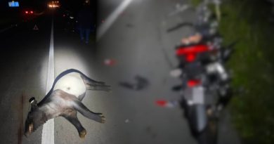 过马路被摩哆撞 骑士马来貘双双毙命
