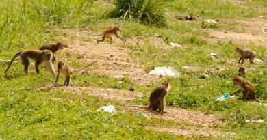 野猴为患 森首9个月接661投报