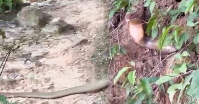 过江龙爬泰梳山 登山客受促小心提防