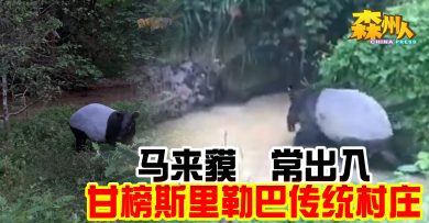 甘榜斯里勒巴传统村庄 马来貘   常出入