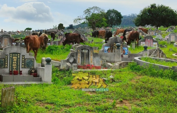 牛群践踏坟地损坏墓碑风水，也到处排便，造成环境问题。 