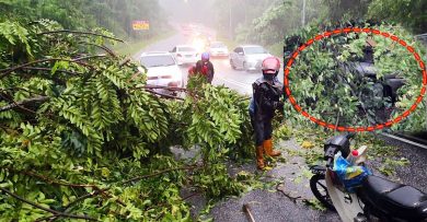 【森州人头条】私人地危树倒下频发 成芙蓉安全城市绊脚石