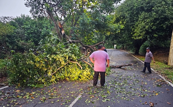 4月同日发生7宗树倒意外，除一宗属芙市政局管辖范围，6宗全发生在私人土地的范围内，因为地主未定时修剪大树，以致一场暴风雨，先后发生倒树意外。