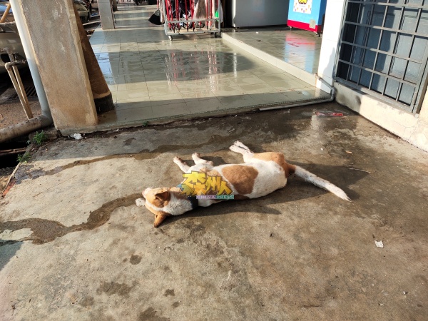 又有一只流浪狗倒毙在商店五脚基，狗嘴还出现白泡沫。