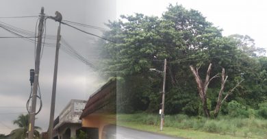 野猴花园觅食 居民大感头痛