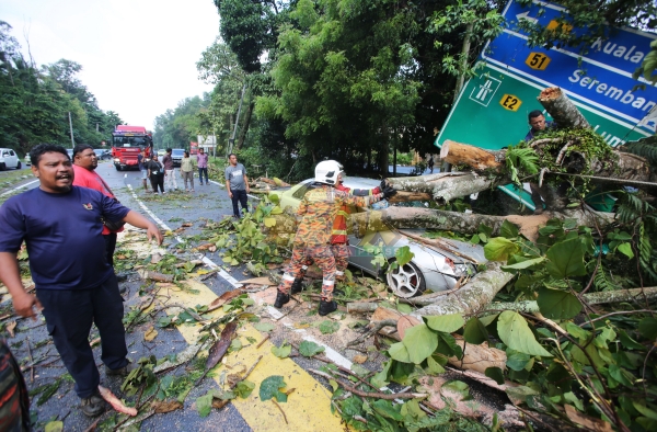 大树从路边倒下，不只压毁汽车，还把路牌压坏，消拯员努力把粗树干从车上移走。