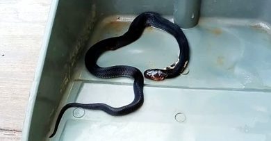 黑蛇窜进屋 被发现后打死