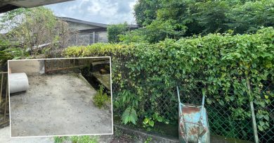邻居家杂草丛生惹祸 老妇求助议员解虫祸