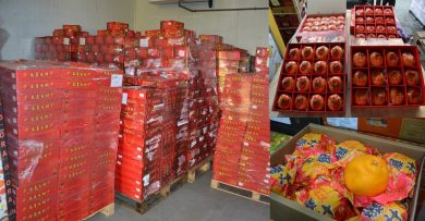 森州人头条｜产量丰价格便宜 今年新春爽吃大粒柑