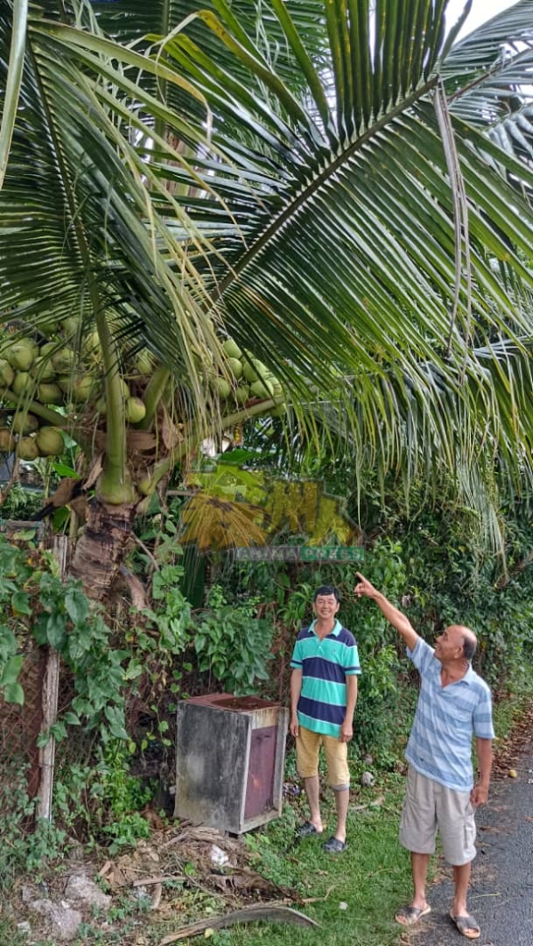 罗有财（右）向赖彩星村长投诉，长在椰树上的逾30粒香椰早已不翼而飞。