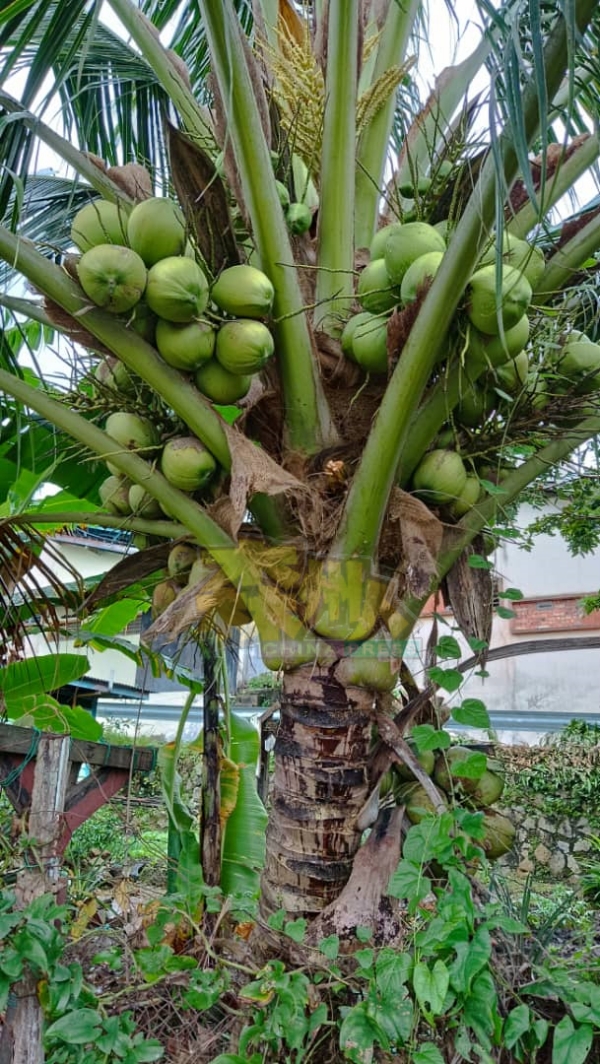 虽遭偷采了数十个香椰，椰树上还长满许多令人垂涎三尺的丰硕果实。