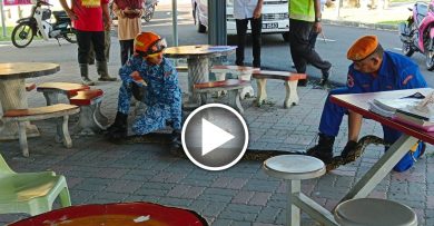 蟒蛇闯校园 民防队费半句钟活摛