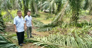 窃贼闯油棕园偷果 小园主损失3000