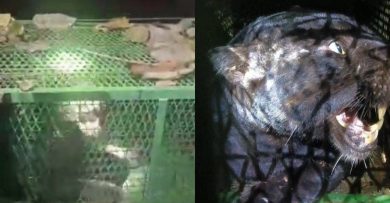 动物局设陷阱捕获黑豹 花园区居民松口气