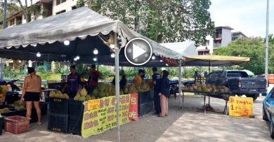 森州人头条｜名种榴梿何其多 Durian Kampung仍看俏