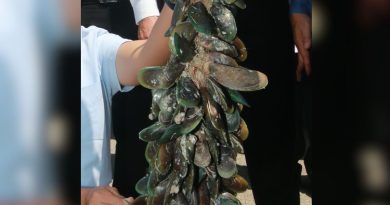 生物毒素降至安全水平 波甲捕捞销售贝类禁令撤回