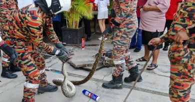 消拯员锯沟盖 捉8尺长蟒蛇