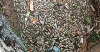 芭蕾河出现鱼群死亡 环境局取样本沿河追查