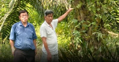 榕吉油棕果又被偷 小园主损失2100