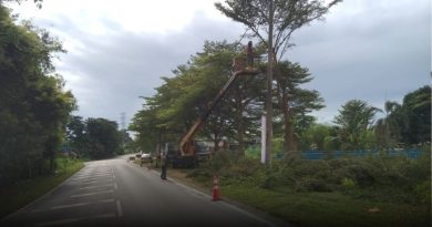 逾26万大规模砍树工程 保障居民 道路使用者安全