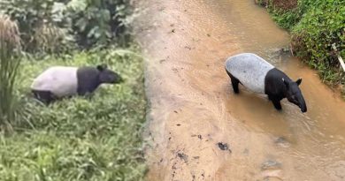 马来貘经常出没 甘榜掀自然景观