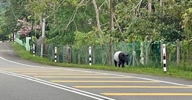 州际公路 马来貘“快闪”