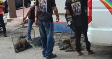 晏斗恶狗咬人引关注 芙市局一连2天派员捕狗