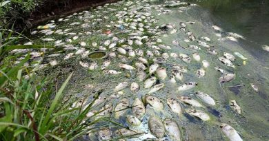疑遭化学毒废料污染  蓄水池非洲鱼集体死亡