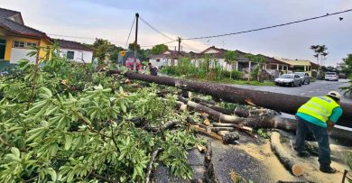 森州人头条｜狂风暴雨倒树压电缆  住宅区百余户停电