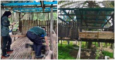 疑是黑豹   咬死4羊