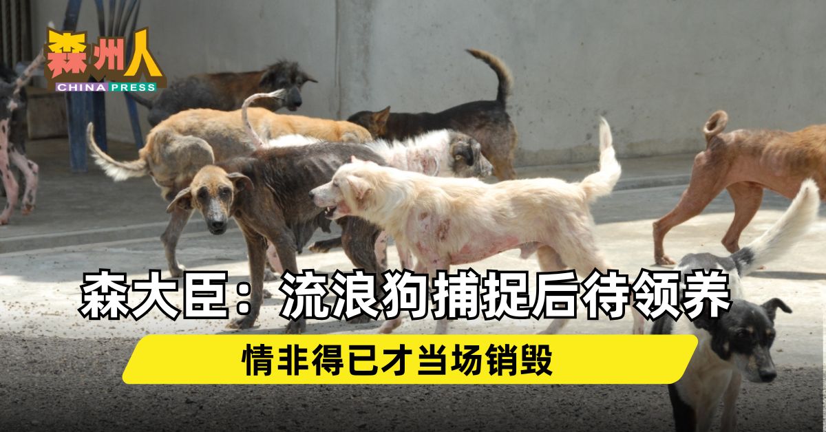 森大臣：流浪狗捕捉后待领养 情非得已才当场销毁