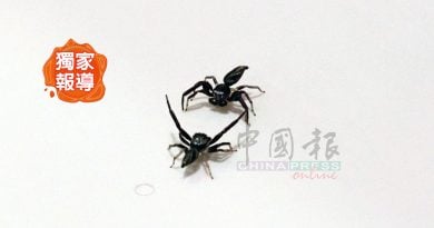 独家｜大型“回忆杀” 豹虎争霸赛来了！