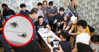 森州人头条｜芙蓉上演“豹虎大战” 老中青齐聚重温童年乐趣