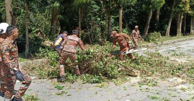 大树倒塌压车道 双溪乌绒路交通一度瘫痪