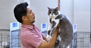 芙市厅办猫咪选美赛 萌猫争艳魅力爆棚