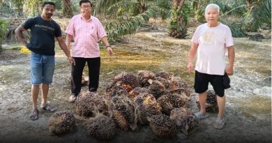 窃贼趁国庆假日偷油棕果 疑被发现弃工具鲜果逃