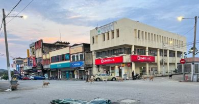 林茂市区流浪狗成群 郑振胜：州政府拨逾2万捕捉