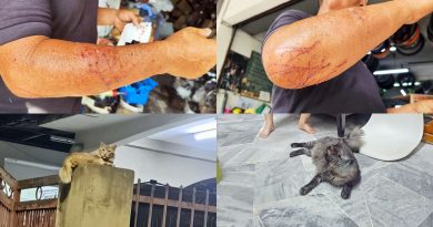 森州人头条｜流浪猫“大橘”与爱猫打架 男子驱赶反被咬伤 一人一猫就医治伤