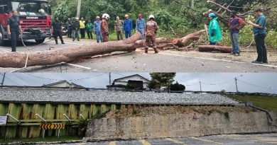 季候风来袭 树倒频密 各单位加强巡查