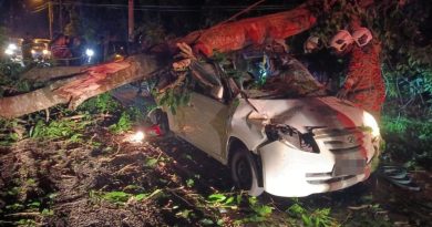 大树突倒压中轿车 宗教局官员当场丧命