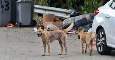 邓普勒工业区 流浪狗激增　 业者吁加强结扎宣导