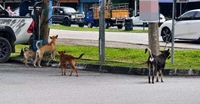 武吉不兰律流浪狗泛滥　 居民受惊扰促州议员介入处理