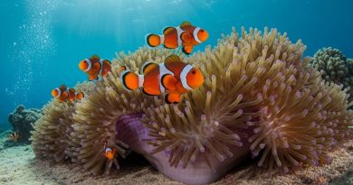 波德申珊瑚观赏鱼遭盗 阿米努丁斥执法松懈