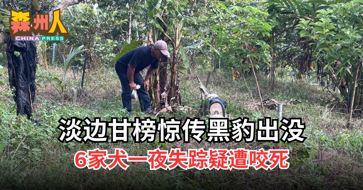 淡边甘榜惊传黑豹出没 6家犬一夜失踪疑遭咬死